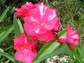 vignette Nerium oleander Commandant Barthelemy fleur double rouge parfum au 08 07 10