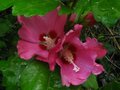 vignette Hibiscus syriacus  (althea) woodbridge au 08 07 10