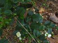 vignette Myrthus luma apiculata au 08 07 10