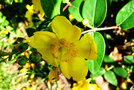 vignette Clusiaceae - Millepertuis