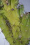 vignette Cereus peruvianus 