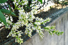 vignette Oleaceae - Troène commun - Ligustrum vulgare