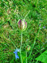vignette Ranunculaceae - Nigelle de Damas -  Nigella Damascena
