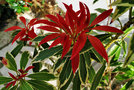 vignette Ericaceae - Andromède du Japon - Pieris japonica