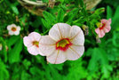 vignette Solanaceae - Calibrachoa parvoflora - Ptunia  petites fleurs