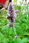 vignette Lamiaceae - Mentha piperita - Menthe poivre