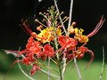 vignette flamboyant nain orange