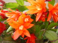 vignette fleurs de rhipsalidopsis