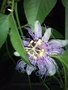 vignette passiflora incarnata