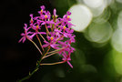 vignette Orchidées - Epidendrum
