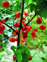 vignette Grossulariaceae - Groseille - Ribes ribrum