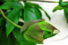 vignette Passifloraceae - Passiflore - Passiflora caerulea