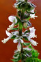 vignette Basilic - Ocimum basilicum