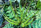 vignette Berberidaceae - Mahonia sp