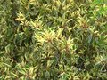 vignette Prunus lusitanica variegata au beau feuillage vert et or au 12 07 10