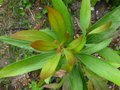 vignette Hakea salicifolia et son beau feuillage bronzant au 12 07 10