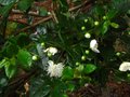 vignette Myrtus luma apiculata au 12 07 10