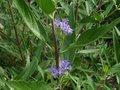 vignette Caryopteris clandonensis Kew blue au 12 07 10
