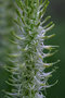 vignette Phyteuma spicata