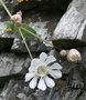 vignette Silene vulgaris maritima