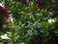 vignette Magnolia grandiflora exmouth au 13 07 10