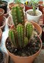 vignette echinopsis : trichocereus pachanoi - cactus san pedro