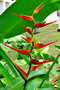 vignette Heliconiaceae - Heliconia acuminata