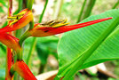 vignette Heliconiaceae - Heliconia acuminata