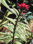 vignette Euphorbia tithymaloides