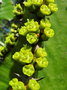 vignette Euphorbia cooperi