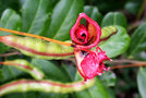 vignette Capparidaceae - Capparis flexuosa (fruit)
