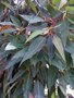 vignette Corymbia ficifolia - Eucalyptus ficifolia