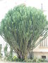 vignette Euphorbia candelabrum - Euphorbe candelabre