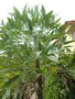 vignette Cussonia paniculata