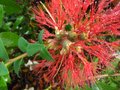 vignette Melaleuca hypericifolia gros plan au 15 07 10