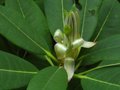 vignette Rhododendron Leo aux belles pousses argentes au 15 07 10