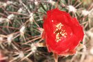 vignette cactus sa 1re fleur