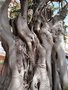 vignette Ficus macrophylla
