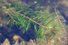 vignette Myriophyllum exalbescens