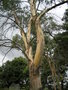 vignette Eucalyptus Gunnii