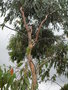 vignette Eucalyptus niphophila