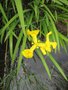 vignette Iris pseudocarus