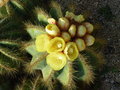 vignette Notocactus magnificus
