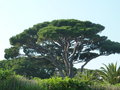vignette Pinus pinea - Pin parasol
