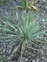 vignette Yucca rostrata (1er du jardin)