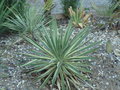 vignette Yucca gloriosa varigata