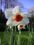 vignette Narcissus 'Barrett Browning' ?