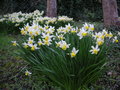 vignette Narcissus 'Jack Snipe'