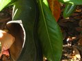 vignette Magnolia grandiflora exmouth qui chausse du 42 au 17 07 10