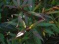 vignette Rhododendron lutescens au magnifique feuillage au 17 07 10